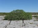Willow growing out of grike